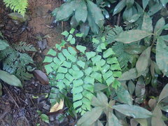 Adiantum trapeziforme