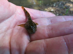 Cottus carolinae