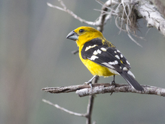 Pheucticus chrysogaster
