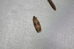 Cydia latiferreana