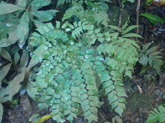 Adiantum trapeziforme