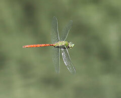 Anax longipes