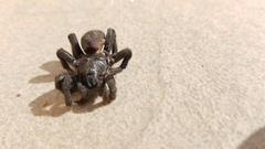 Amblyocarenum walckenaeri