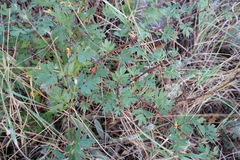 Crataegus stevenii