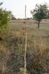 Himantoglossum caprinum