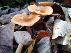 Rhodocollybia butyracea