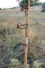 Himantoglossum caprinum