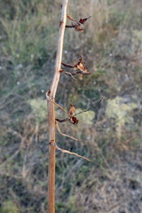 Himantoglossum caprinum