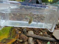 Luxilus chrysocephalus