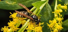 Dolichovespula arctica