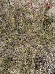 Bupleurum falcatum