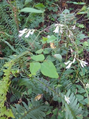 Amphicarpaea bracteata