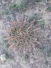 Ferocactus latispinus