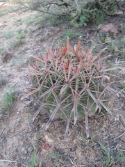 Ferocactus latispinus