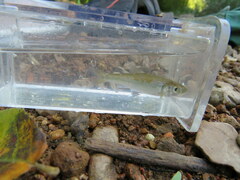 Luxilus chrysocephalus