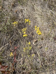 Bupleurum falcatum