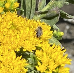 Melissodes druriellus