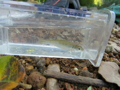 Luxilus chrysocephalus