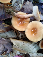 Rhodocollybia butyracea