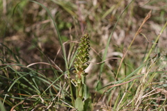Satyrium parviflorum