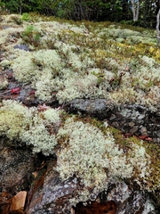Cladonia arbuscula