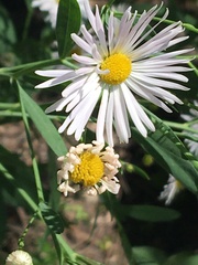 Boltonia asteroides