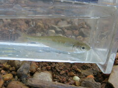 Luxilus chrysocephalus