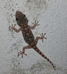 Tarentola mauritanica