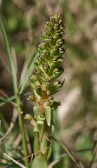 Satyrium parviflorum