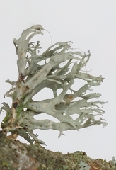 Evernia prunastri
