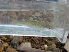 Luxilus chrysocephalus