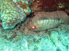 Heteropriacanthus cruentatus
