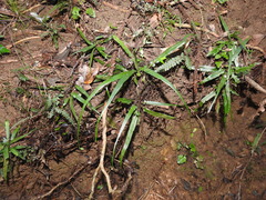 Asplenium attenuatum