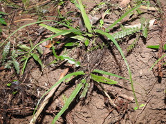 Asplenium attenuatum