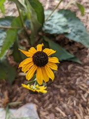 Callilepis laureola