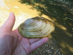 Potamilus fragilis