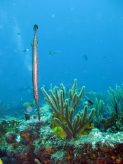 Aulostomus maculatus