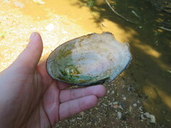 Potamilus fragilis