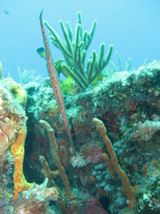 Aulostomus maculatus