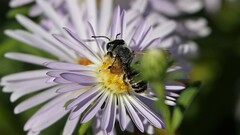 Megachilidae