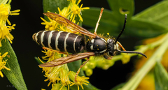 Dolichovespula arctica