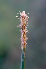 Eleocharis mitracarpa