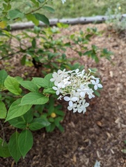 Hydrangea