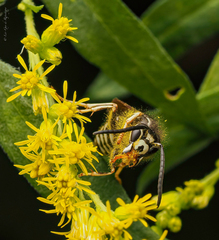 Dolichovespula arctica