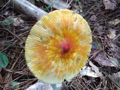 Amanita jacksonii