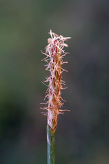Eleocharis mitracarpa