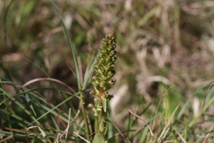 Satyrium parviflorum