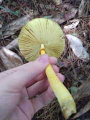 Amanita jacksonii