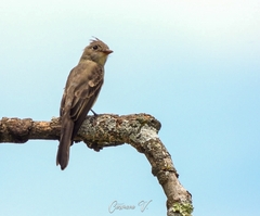 Contopus pertinax