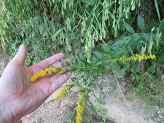 Solidago gigantea